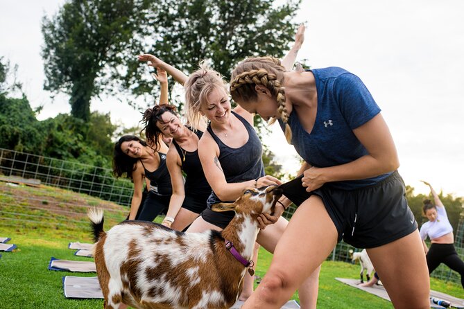 Sunset Maui Goat Yoga with Live Music - Stop 1: Maui Goat Yoga and how the session actually unfolds