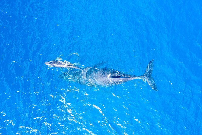 Super Raft - Private Charter Maui 3 Hour Snorkel to Coral Gardens or Molokini - Super Raft on Maui: what the 60-foot speed really changes