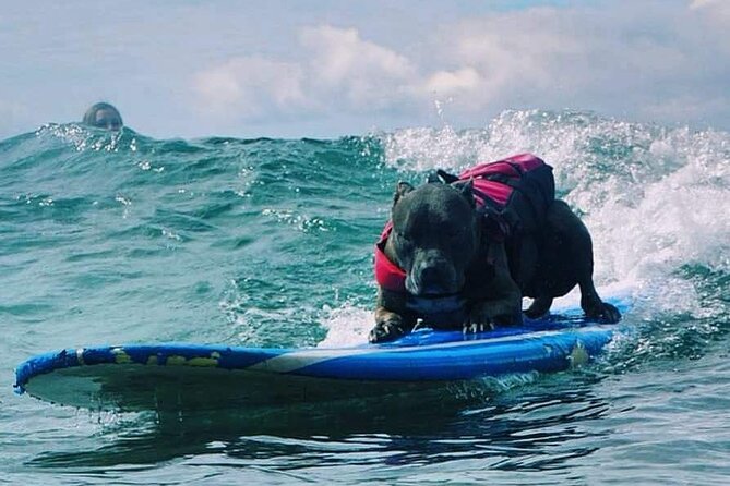 Surf with a Service Animal - How the Lesson Moves From Standing to Riding