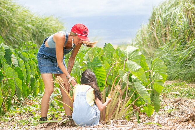 Taste of Hawaii: A Maui Farm Tour - Getting there at 10:30 am: the simple logistics that help you enjoy it