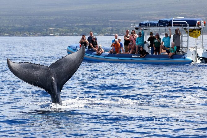 The Best 10 am 1.5 Hour Whale Watching Tour - Quick hits you’ll care about