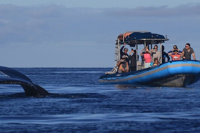 The Best 10 am 1.5 Hour Whale Watching Tour - 10am Maui whale watching from Kihei: the timing advantage