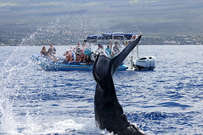 The Best 10 am 1.5 Hour Whale Watching Tour - What’s included: bottled water and live commentary