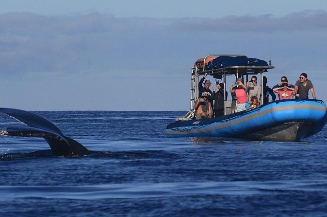 The Best 12 pm 1.5 Hour Whale Watching Tour - Hydrophone whale songs: the sound of humpbacks is the star