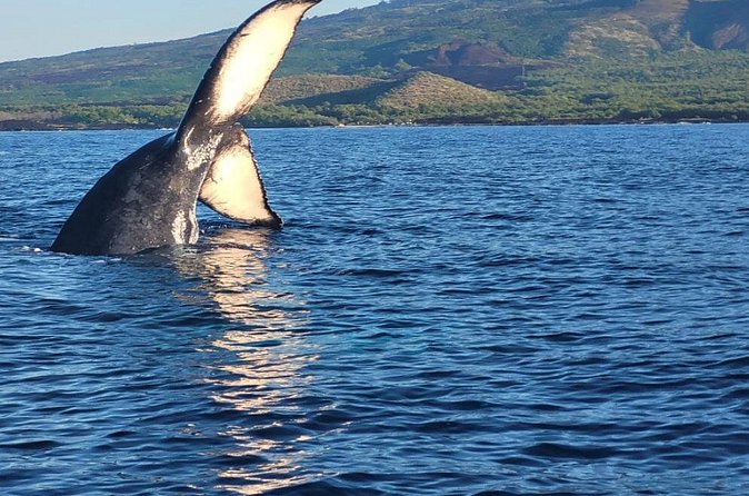 The Best 12 pm 1.5 Hour Whale Watching Tour - Small-group boat limits: why it changes the experience