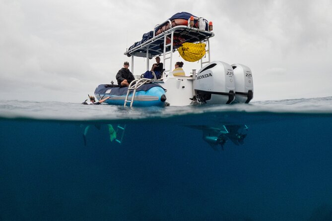 The Best 2.5 Hour Molokini Snorkel Tour & Whale Watch - Key things to know before you go