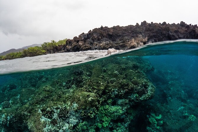 The Best 2.5 Hour Molokini Snorkel Tour & Whale Watch - Whale watch on Maui: what the 1.5 hours on the water really gives you