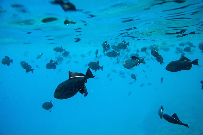 The Best 2 Hour Molokini Express Snorkeling - Small-Group Crew Energy: Close Attention Without the Chaos