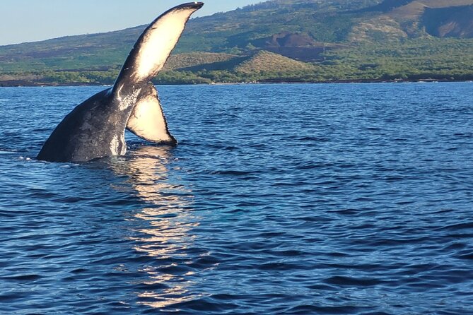 The Best 8 am 1.5 Hour Whale Watching Tour - Key things that make this whale watch worth your morning