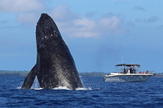 The Best 8 am 1.5 Hour Whale Watching Tour - 8:00 am Kihei timing for Maui humpbacks