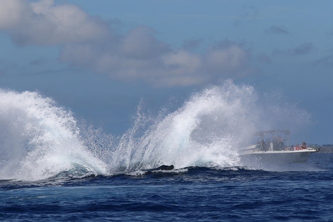 The Best 8 am 1.5 Hour Whale Watching Tour - The hydrophone: hearing humpbacks sing (not just seeing them)