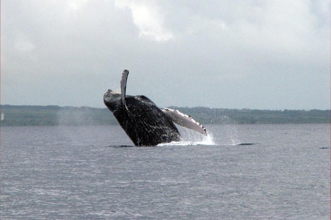 The Best 8 am 1.5 Hour Whale Watching Tour - Close encounters and why the crew may add a little extra time