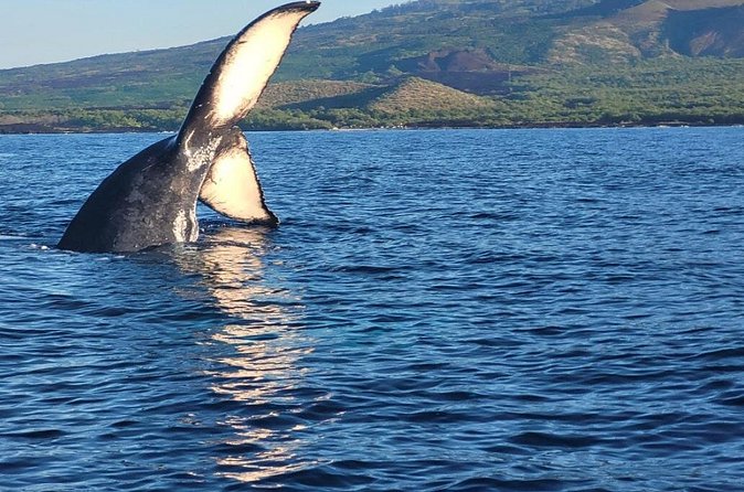 The Best 8 am 1.5 Hour Whale Watching Tour - Comfort checklist: towels, layers, and staying warm when it gets windy