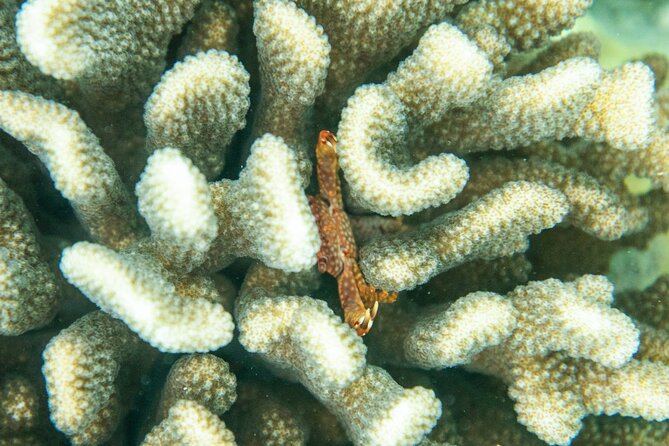 The Best Maui 3 Hour Molokini and Turtle Town Snorkel - Key Highlights You’ll Care About