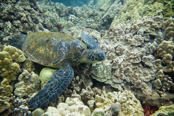 The Best Maui 3 Hour Molokini and Turtle Town Snorkel - Turtle Town at La Perouse Bay: How to Make the Turtles the Main Event