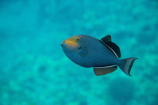 The Best Maui 3 Hour Molokini and Turtle Town Snorkel - Price and Value: Why $188.13 Feels Reasonable (or Not)