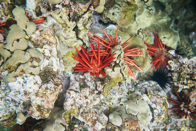 The Best Maui 3 Hour Molokini and Turtle Town Snorkel - Weather Rules of Thumb: The Main Reason Plans Change