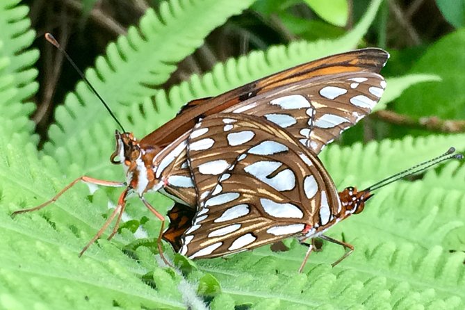 The Maui Butterfly Farm Tour - What $49.99 buys at the Maui Butterfly Farm (and why it feels fair)