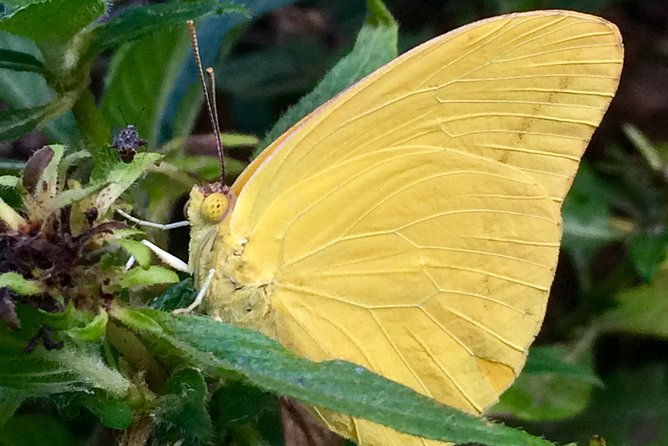 The Maui Butterfly Farm Tour - Small-group pace: meeting at 737 HI-30 in Lahaina