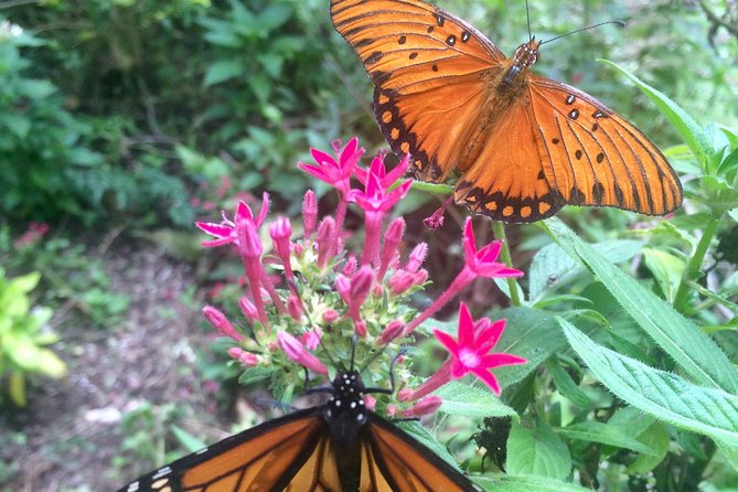 The Maui Butterfly Farm Tour - The egg-to-butterfly story that actually clicks