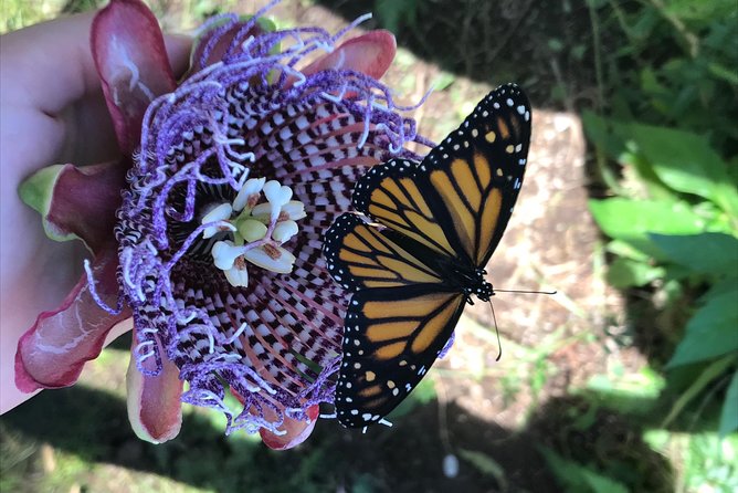 The Maui Butterfly Farm Tour - Who this tour is best for (and who might want a different activity)