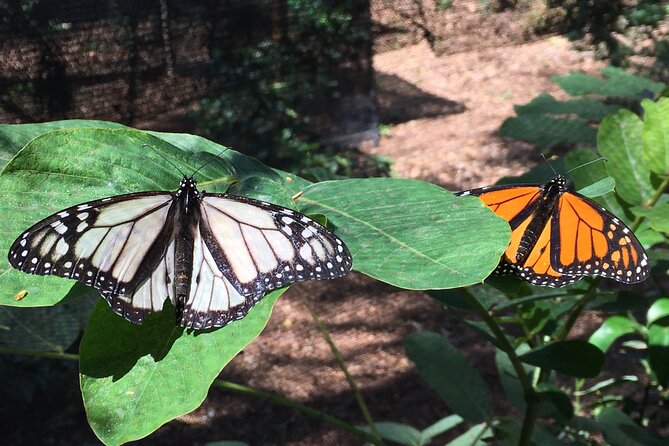 The Maui Butterfly Farm Tour - Value check: when 45 minutes is exactly the right length