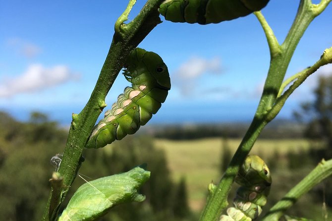 The Maui Butterfly Farm Tour - Practical tips for comfort, photos, and calm handling
