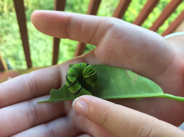 The Maui Butterfly Farm Tour - Inside the butterfly production facility: more than just pretty wings