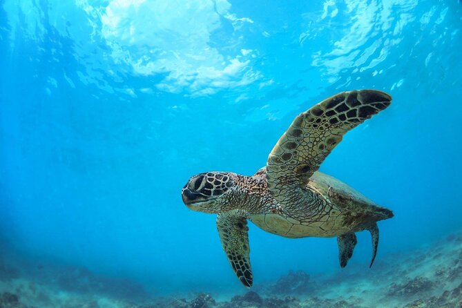 Turtle Reef Kayak Tour of Makena, Maui - Makena Bay From the Water: Why This Paddle Feels Easy