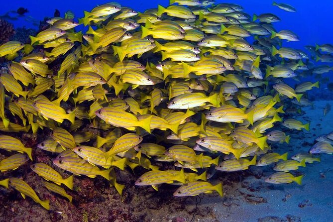 Turtle Reef Kayak Tour of Makena, Maui - Snorkeling for Sea Turtles: Turtle Town Reefs and What You’re Actually Looking For