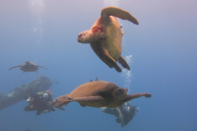 Turtle & Shark Scuba Dive in Lahaina: Certified - The underwater target: turtles, reef sharks, and small surprises