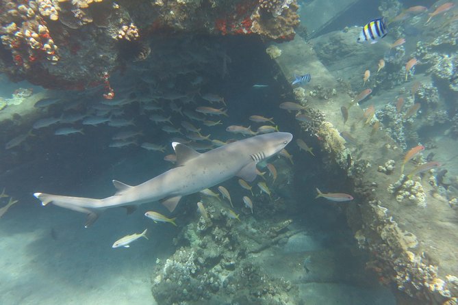 Turtle & Shark Scuba Dive in Lahaina: Certified - What’s included vs. what you should bring