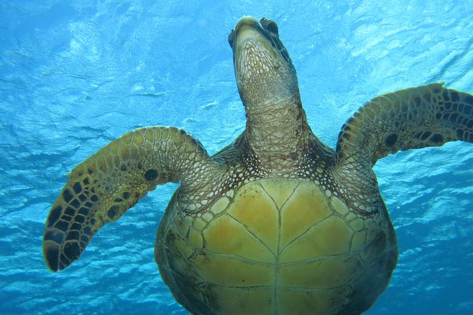 Turtle & Shark Scuba Dive in Lahaina: Certified - Weather, small caps, and what happens if conditions aren’t right