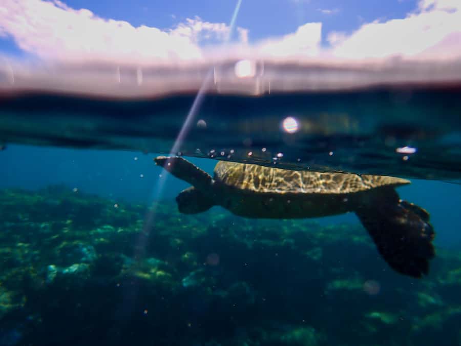 Turtle Town Clear Kayak & Snorkel Tour (8am-11am) - Key highlights you’ll care about