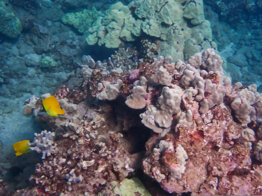 Turtle Town Clear Kayak & Snorkel Tour (8am-11am) - Clear Kayaks at Makena: what the Turtle Town setup really means