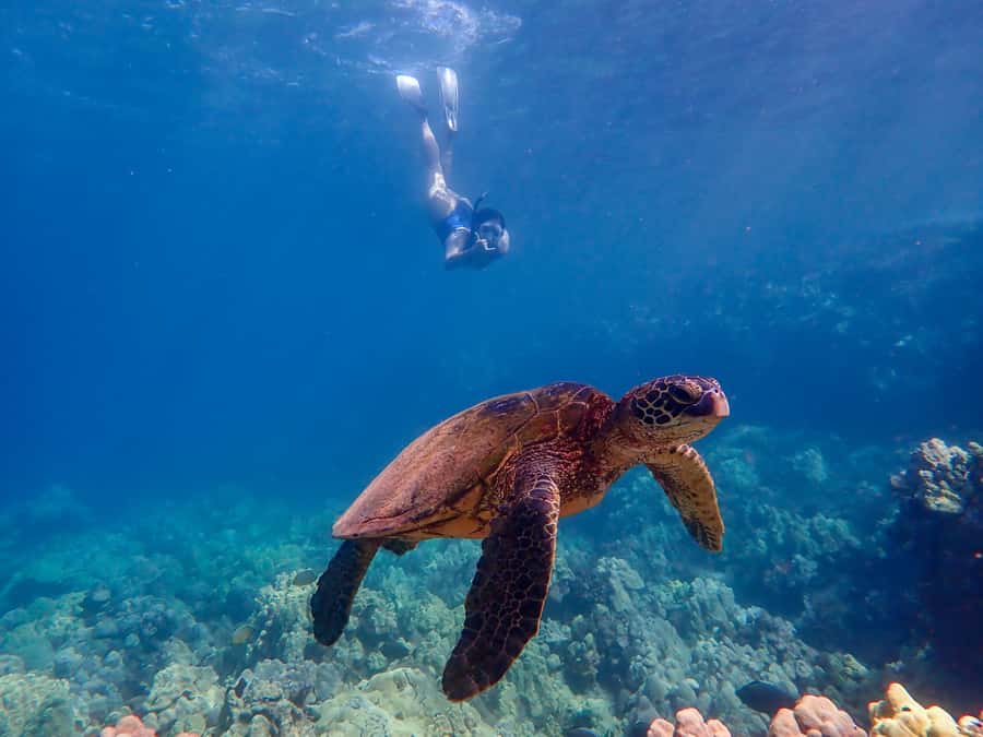 Turtle Town Clear Kayak & Snorkel Tour (8am-11am) - Price and value: what $130 includes and where photos fit