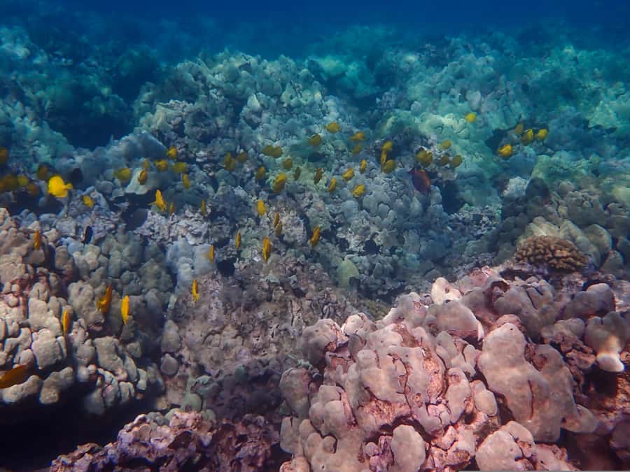 Turtle Town Clear Kayak & Snorkel Tour (8am-11am) - Who should book this Turtle Town clear kayak tour?