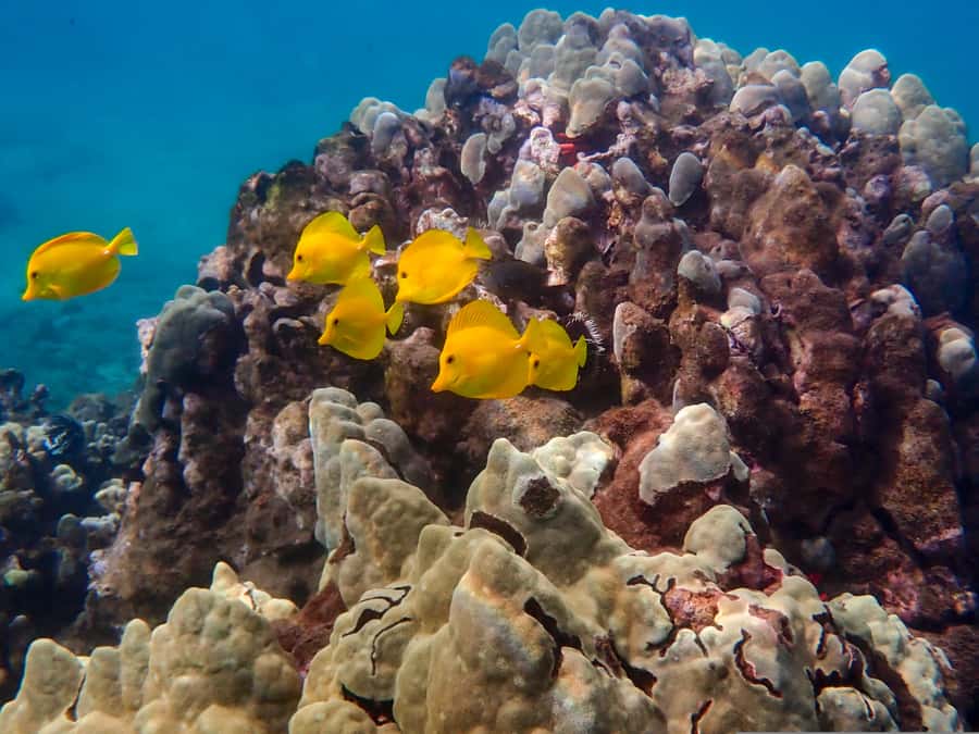 Turtle Town Clear Kayak & Snorkel Tour (8am-11am) - Who should book (and who should skip)