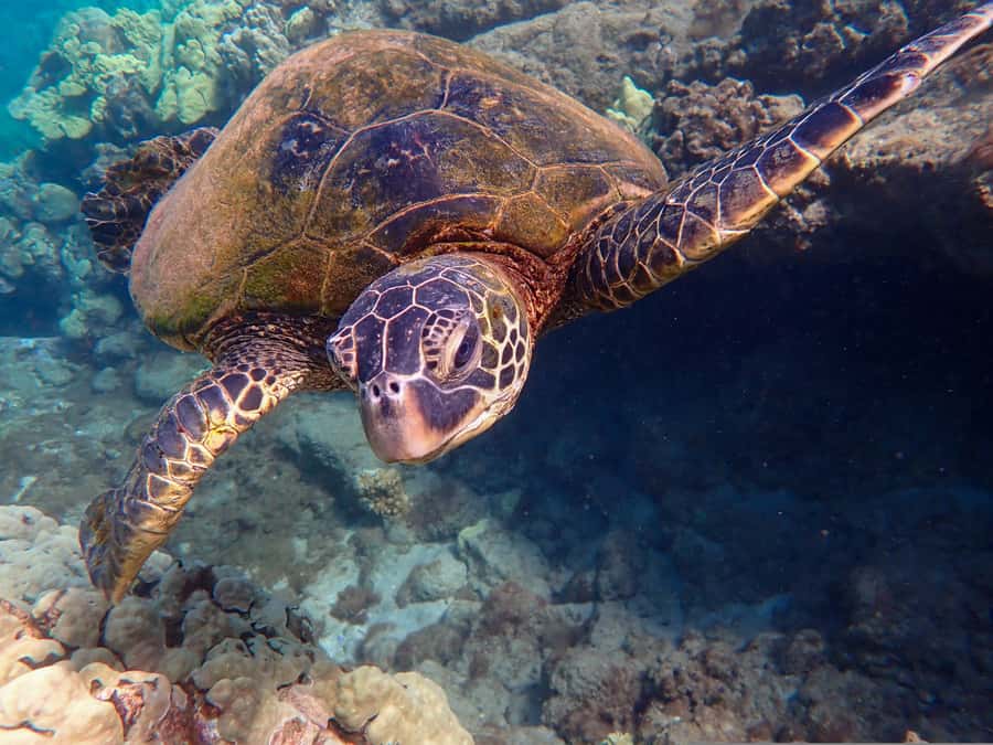 Turtle Town Clear Kayak & Snorkel Tour (8am-11am) - On the water in 3 hours: the rhythm of the day