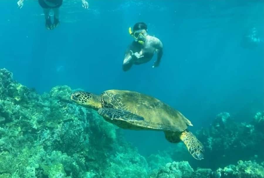 Turtle Town, Makena; Clear Bottom Kayak and Snorkel Tour - Turtle Town feels different when you can see the reef