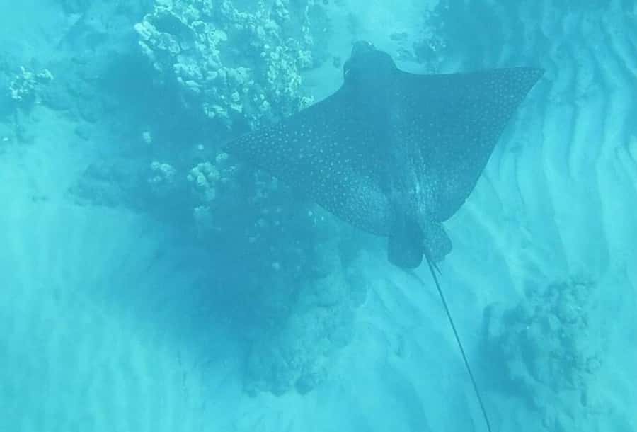Turtle Town, Makena; Clear Bottom Kayak and Snorkel Tour - Snorkeling hour: guided spots, mask defog, and the right expectations