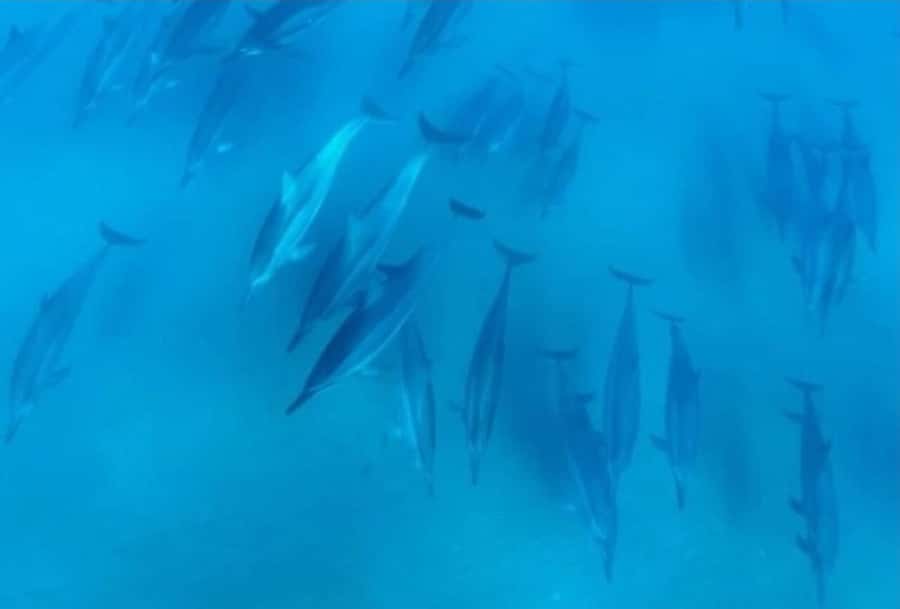 Turtle Town, Makena; Clear Bottom Kayak and Snorkel Tour - Price and value: is $130 per person worth it?