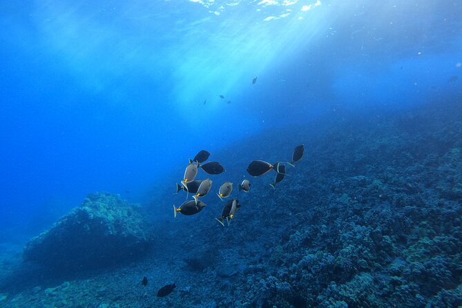 Turtle Town Snorkel with Free Photo and Video - Beginners - The free underwater camera: photos and video that save your brain from chaos