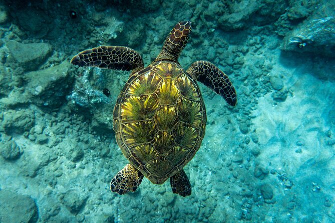 Turtle Town Snorkel with Free Photo and Video - Beginners - Time in the water and the one thing to watch for