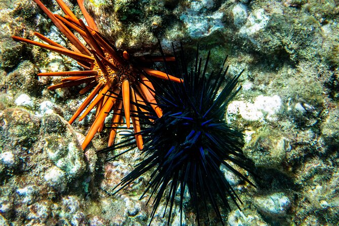 Turtle Town Snorkel with Free Photo and Video - Beginners - Who this tour suits (and who should skip it)