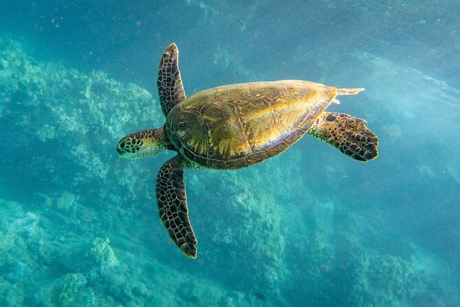 Turtle Town Snorkel with Free Photo and Video - Beginners - Should you book Turtle Town with free photo and video?