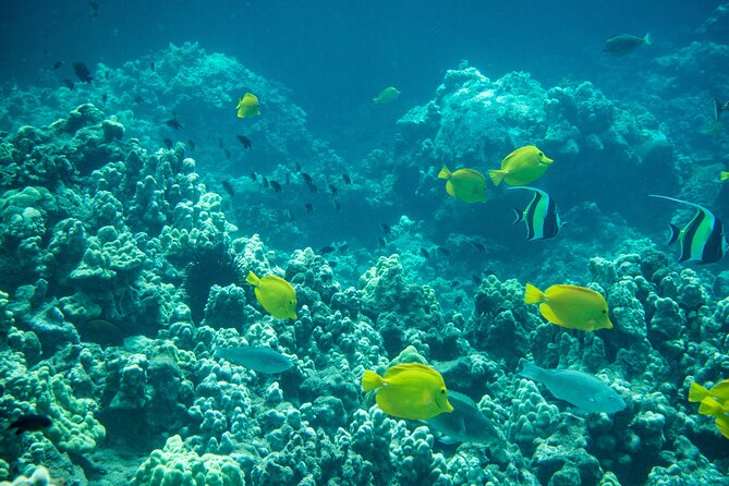 Turtle Town Snorkel with Free Photo and Video - Beginners - FAQ