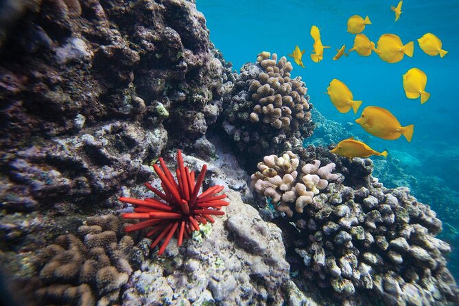 Turtle Town Snorkel with Free Photo and Video - Beginners - Turtle Town wildlife: the kind of close-up encounters you came for