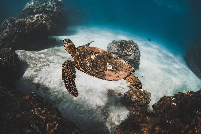 Turtles & Tacos Luxury Catamaran Snorkel - Key Points That Make This Tour Worth a Look