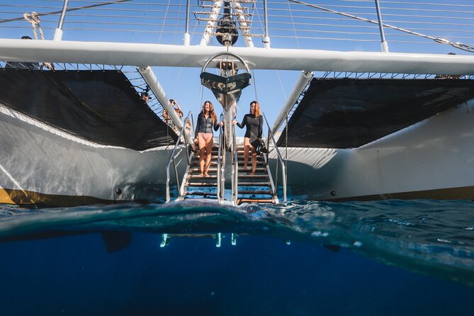 Turtles & Tacos Luxury Catamaran Snorkel - Whales in Peak Season: A Nice Bonus (But Don’t Bank on It)